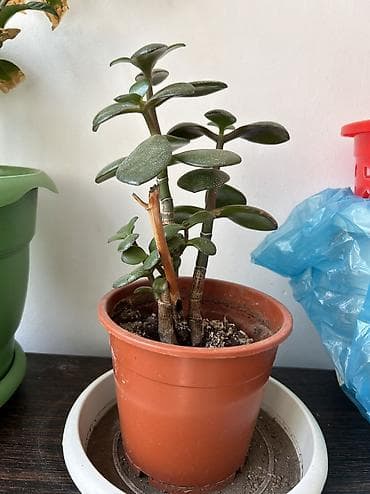 torf satilir: Crassula ovata (Pul ağacı) – dekorativ otaq sukulenti - Bitki tipi — 2
