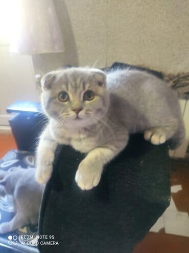 Bıçaqlar: Şotland, Dişi, Ünvandan götürmə — 1