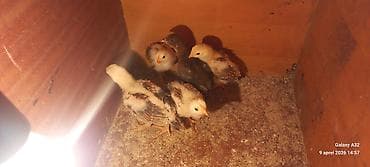 qara toyuq: Toyuq cücələri, Damazlıq — 7