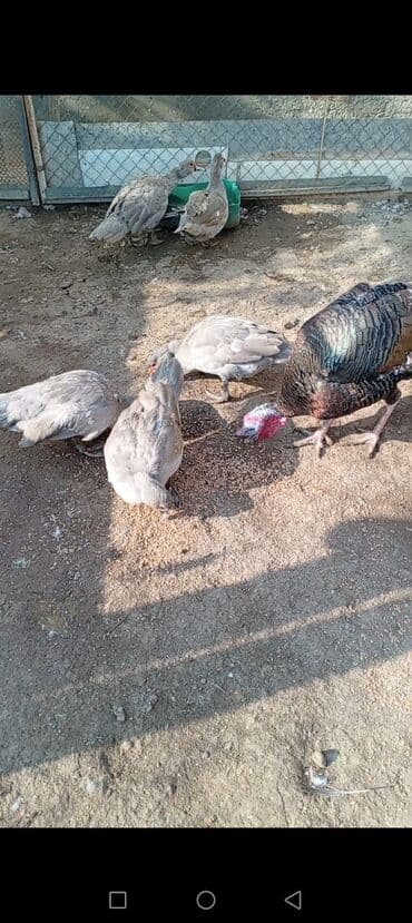 hinduşka yumurta: Satılır: hinduşka və musküs ördəkləri (indoutka) - Növlər: bir ədəd — 1