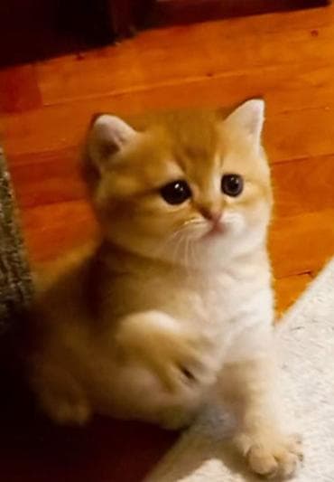 ilan dermani: Britan, Erkək, Yaxşı əllərə, Ünvandan götürmə — 1