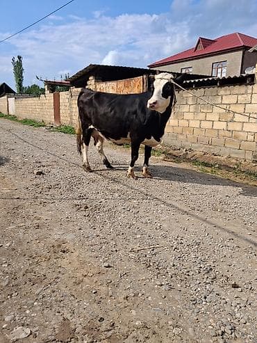 toyuq ucuz qiymete: Dişi, Holsteyn, il: 9, Südlük, Ünvandan götürmə — 5