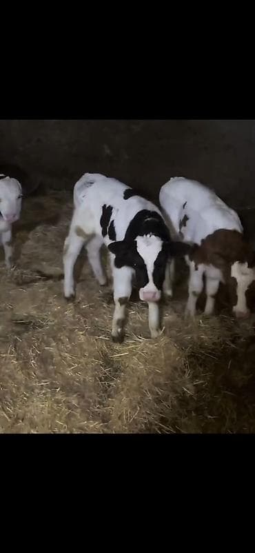 Satış üçün buzovlar - Növ: südlük/dana növü, qarışıq ləkəli rənglər