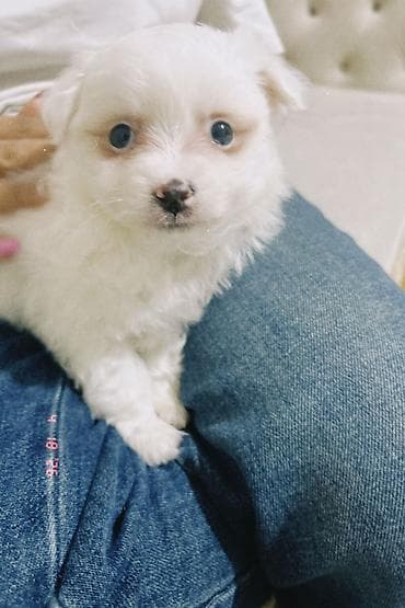 Ağ tüklü, xırda ölçülü it balası - Cins: Kiçik dekorativ tip (məlumat