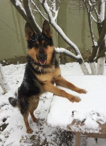 cütləş: Alman çoban iti, 9 il, Erkek, Cütləşmə üçün, Ünvandan götürmə — 6