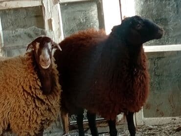 pişiklər üçün bit dərmanı: Dişi, Qala, il: 1, 50 kq, Damazlıq, Ünvandan götürmə — 3