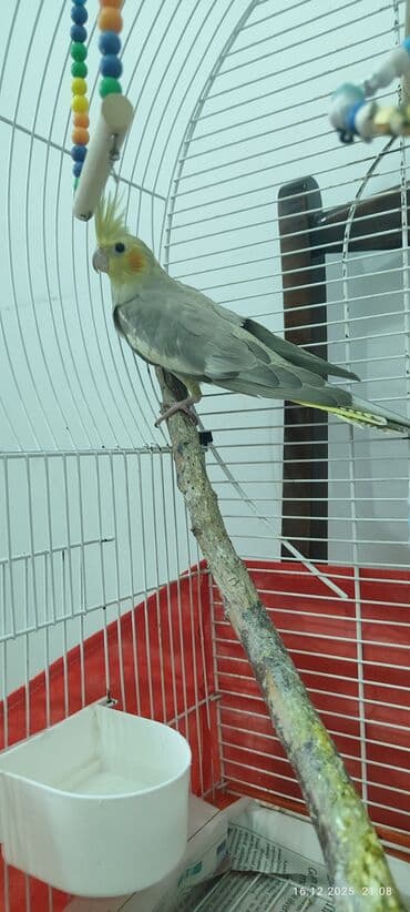 geref quşu: Məhsul: Korella tutuquşuları (cüt). Sağlam, baxımı və vitaminləri — 7