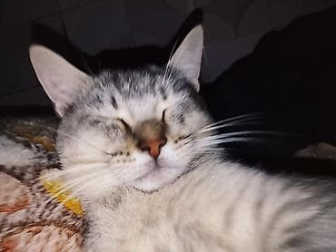 at yorga: Tabbi, Erkək — 4