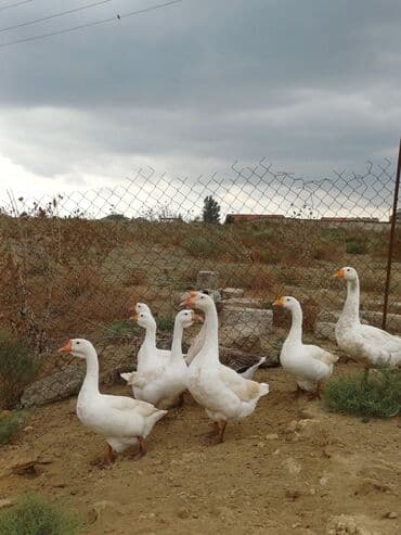 2 ayliq cuceler: Erkək, Ətlik, Ünvandan götürmə — 4