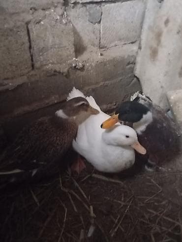 Məhsul: ördək triosu Təsvir: - Şəkildə 3 ədəd ev ördəyi göstərilir