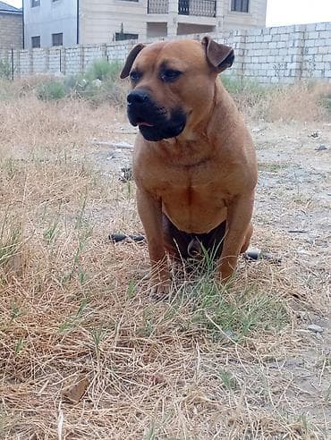 itlərin cutləşmə vaxtı: Pitbul, 3 il, Erkek, Peyvəndli — 3