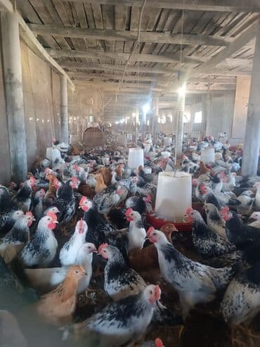 купить цыплят несушек: Курица, Для разведения, Самовывоз — 3