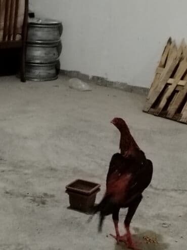 Tavalar: Heyrati beçe yaxşı heyvan isdiyen buyur sun Xüsusiyyətlər: - Rəng — 1