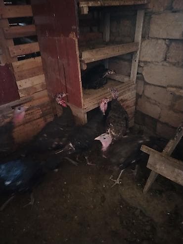 Qırt induşka. Canlı inkubator. İşıq söndü, qaz kesildi vecinede deyil