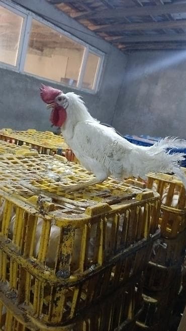 Куры: Курица, Для разведения — 2