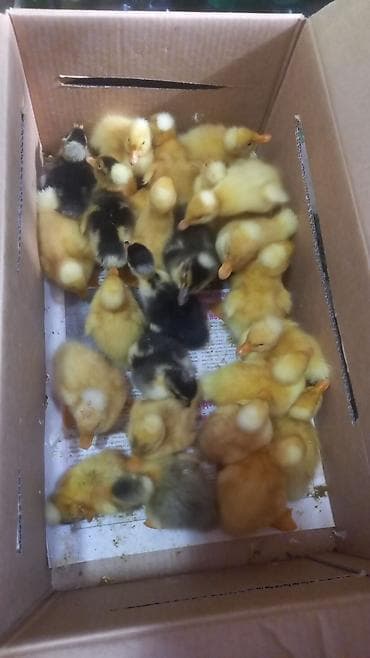 lal ordək balalari: Kekili ordek 25 denedi 2 gunlukdi qiymet 3.50 barterde var baxi — 2