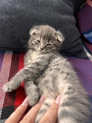Шотладская вислоухая, Самка, Самовывоз — 1