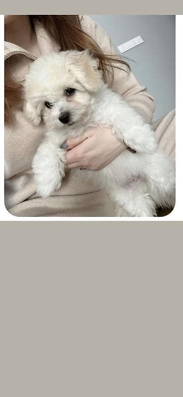 tap. az itler: Pudel, 2 ay, Erkek, Ödənişli çatdırılma — 9