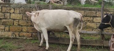 simmental ineklerin satisi: Теленок, Самка, Simental, месяцев: 2, 120 кг, Для молока, Самовывоз — 1