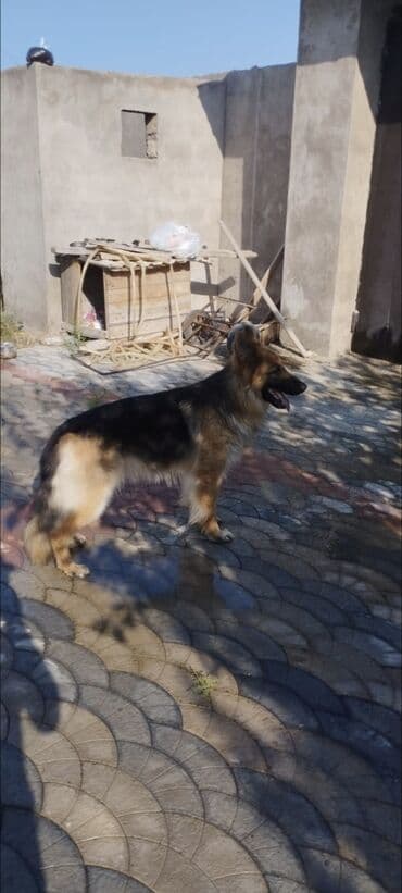 alman çoban köpeği: Alman çoban iti, 2 il, Erkek — 4