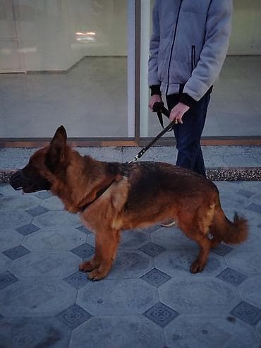 coban: Alman çoban iti, 2 il, Dişi, Peyvəndli, Pulsuz çatdırılma — 6