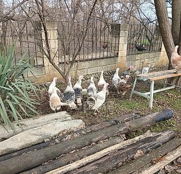 Hinduşka erkək 60 manat fərələr 50 manat