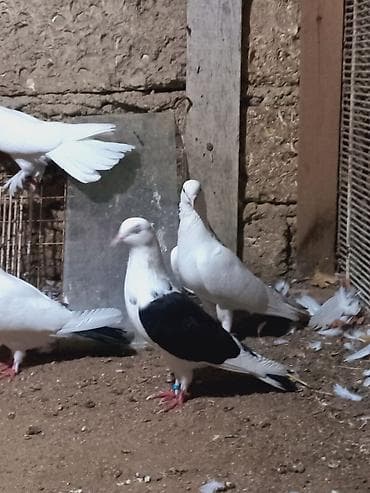 bulbul quşu: Salam 6 dene secme quşlardi hamsi saglam bala veren heyvandi ucuşlarda — 10