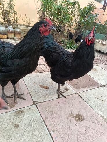 Nissan: Toyuq, Damazlıq — 2