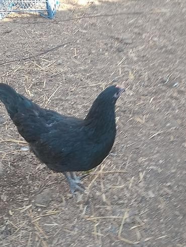 barama toyuq: Toyuq, Damazlıq — 4