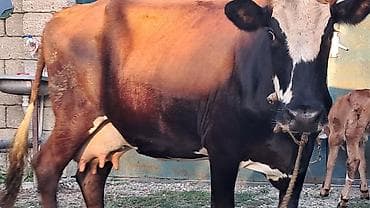 kreditle heyvan satisi: Üçüncü qarına dörd günlük smental erkək balası yanında danası süni — 7