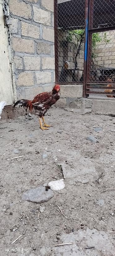 ucuz pişiklər: Məhsul: Xoruz (aşil/oyun tipi, uzun ayaqlı) Təsvir: - Rəng — 2