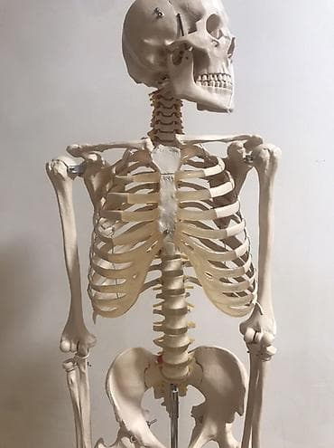Медицинское оборудование: Viva Science tam ölçülü insan skeleti modeli - Brend: VIVA SCIENCE — 10