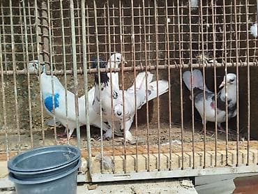 dekarativ goyercinler: Satlıq dekorativ göyərçinlər – müxtəlif rəng və naxışlarda - Ağ — 4