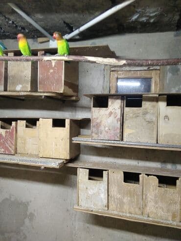 Fişer cüt sağlam gustarfi erkək maya lalafo.az -da Fişer cüt sağlam gustarfi erkək maya