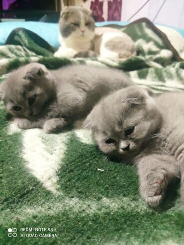 cins toyuq: Şotland, Erkək, Dişi, Yaxşı əllərə, Ünvandan götürmə — 11