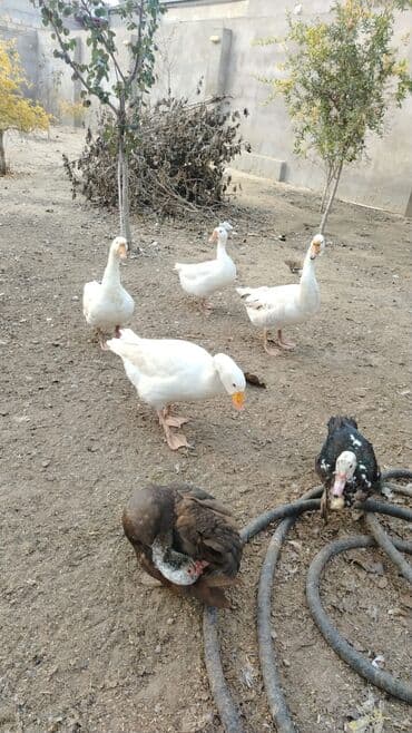 Браслеты: Qazlar ve ordekler hamisi bir yerde satilir 4 eded Linda qazlari 9 — 3