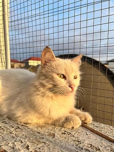 goyərcin şəkilləri: Türk anqora, Dişi, Yaxşı əllərə — 4