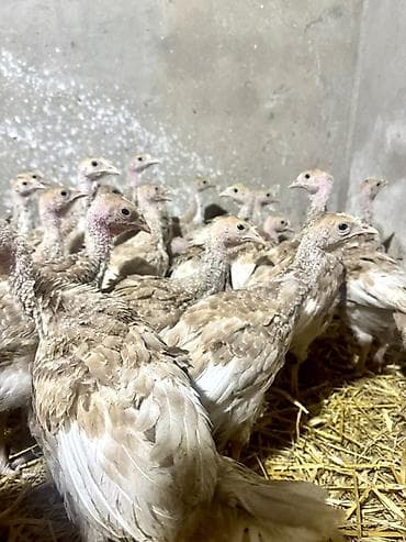 siyam pisiyi satilir: Açıq Burbon Hinduşka Balası. Tam Original Sort. Çox Çətinliklə Tapılan — 8