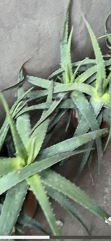 bitki: Aloe vera (Aloe barbadensis) dekorativ və faydalı saksı bitkisi - — 2