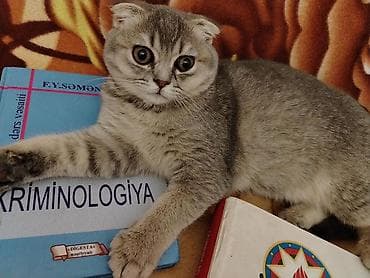 boz pişik cinsi: Şotland — 1