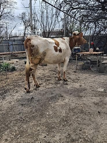 sud veren inek satilir: Dişi, Simental, il: 4, Südlük, Ünvandan götürmə — 2