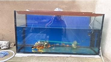 Dördbucaq akvarium, Balıqlarla birlikdə, 288 l, Ünvandan götürmə