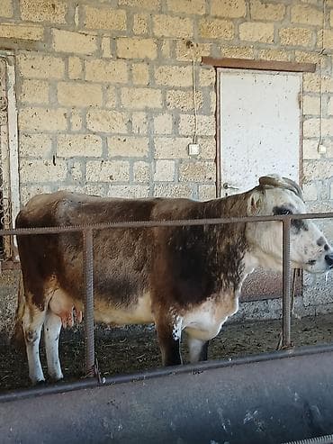 toyuq su qabı: Salam aleykum əvvəla allah alanda satanda xeyir versin inək 4 aylıq — 2