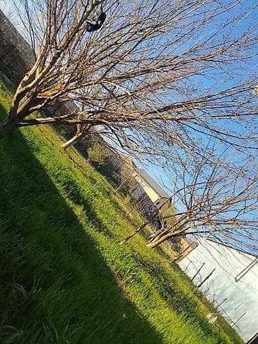 Həyət evi – geniş bağ sahəsi və yaşayış üçün hazırlıqlı otaqlar -