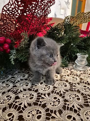 pişim: Yaxşı əllərə — 5