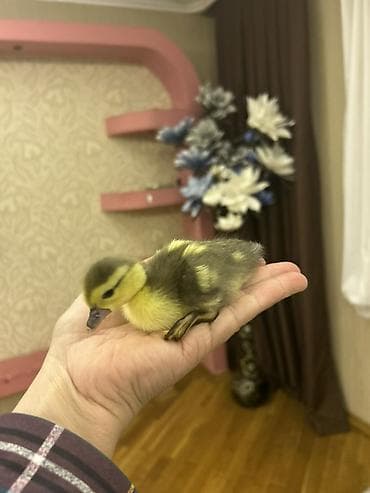 cuce ucun yem qablari: Ördək cücələri, Ətlik, Ünvandan götürmə — 1