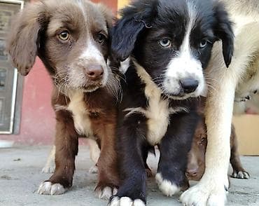 labrador it: 2 ay, Dişi, Peyvəndli, Ödənişli çatdırılma — 5