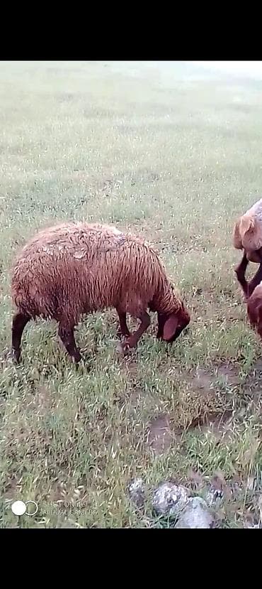 qoyun: Qurbanlıq quzular istəyən olsa əlaqə saxlasın diri çəki 10 manatdan — 3