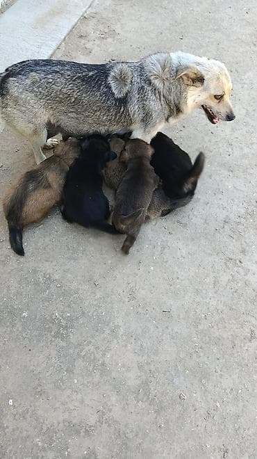 it heyvan: Zvonok, 1 ay, Erkek, Ünvandan götürmə, Ödənişli çatdırılma — 3