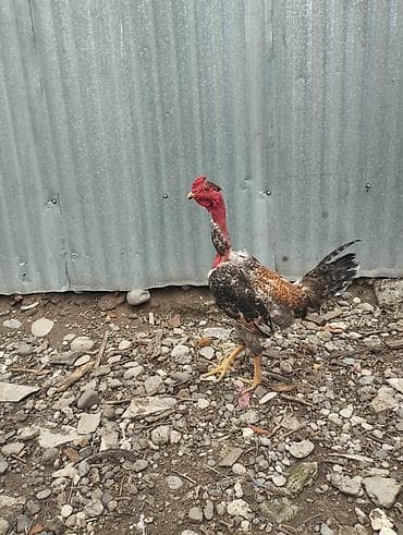 balaca cücə: Salam Alekum süper beçe satram artıg olduğu üçün Maşallah eladı — 5